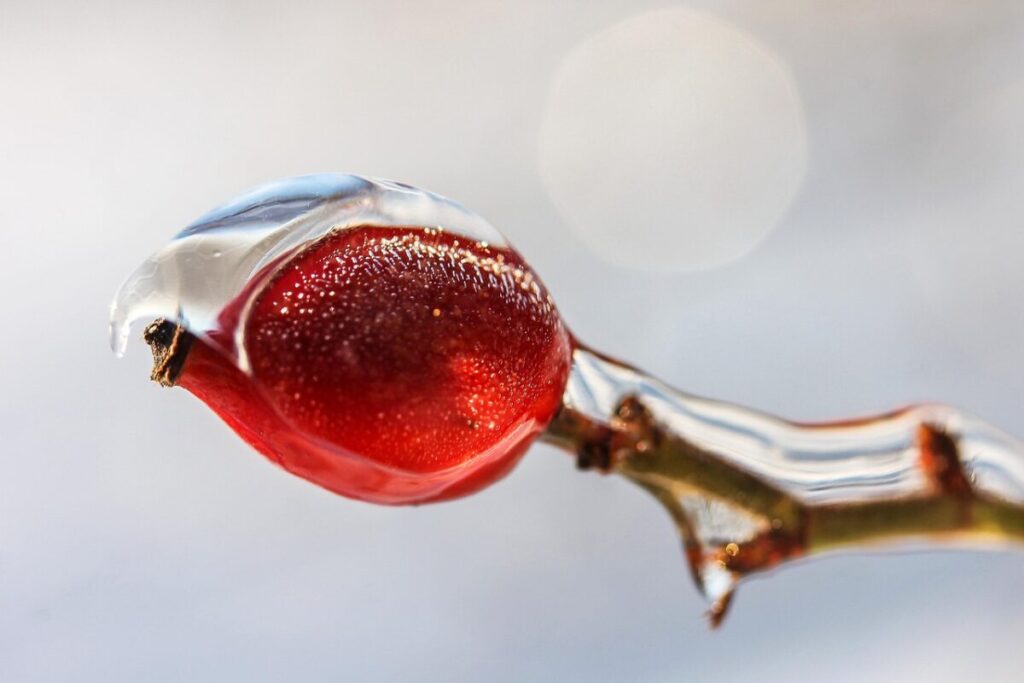 rosehips, ice, winter, brian, crop, nature, plant, macro, bokeh, rosehips, rosehips, brian, brian, brian, brian, brian